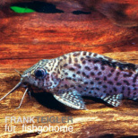 Synodontis eupterus