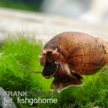 Melanoides tubercularia