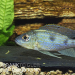 Aulonocranus dewindti