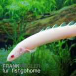 Senegal-Flösselhecht