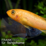 Schabemaulbuntbarsch