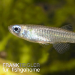 Aplocheilichthys normani