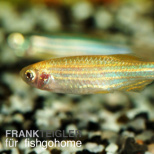 Brachydanio rerio gold