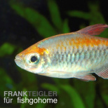 Phenacogrammus interruptus