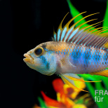 Apistogramma sp. Inca