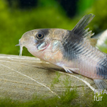 Corydoras weitzmani F1