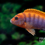 Labidochromis hongi sweden
