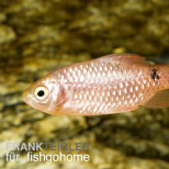 Kupferrote Prachtbarbe