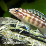 Julidochromis marlieri