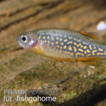 Microrasbora sp. galaxy