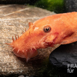 Ancistrus sp. super red