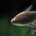 Schwarzer Kaisersalmler