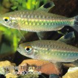Arnoldichthys spilopterus