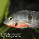 Cichlasoma meeki