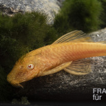 Ancistrus albino