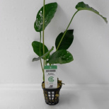 Anubias barteri
