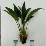 Anubias congensis