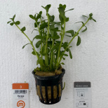Bacopa monnieri