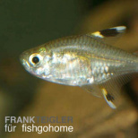Sternflecksalmler