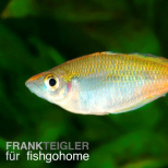 Blehers Regenbogenfisch
