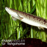 Polypterus delhezi