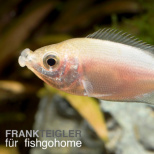 Helostoma temminkii