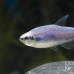 Superblauer Königssalmler
