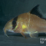 Schwarzrückenpanzerwels