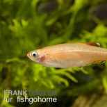 Goldener Kardinalfisch