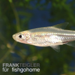 Rasbora trilineata