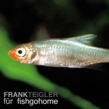 Sawbwa resplendens