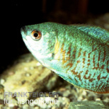 Neonzwergfadenfisch