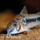Corydoras habrosus