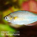 Melanotaenia praecox