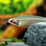 Kryptopterus bicirrhis