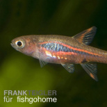 Rasbora brigittae