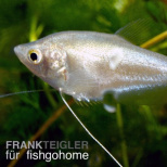 Trichogaster microlepis