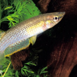 Aplocheilus panchax