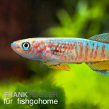Aphyosemion sjoestedti