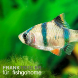 Barbus tetrazona