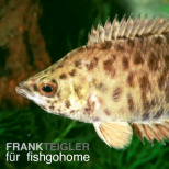 Ctenopoma acutirostre