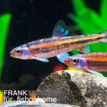 Notropsis chrosomus