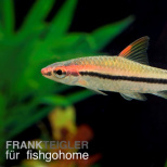 Puntius denisonii