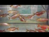 thmb-glossolepis-incisus-lachsroter-regenbogenfisch-6-bis-7-cm-8780.jpg