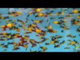 thmb-poecilia-sphenops-gold-black-lyra-schwarzgoldener-schleier-molly-3-bis-4-cm-8784.jpg