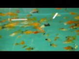 thmb-xiphophorus-helleri-mix-farbenmix-der-schwerttrager-4-bis-5-cm-8786.jpg
