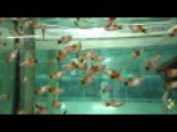 thmb-xiphophorus-maculatus-mickey-mouse-platy-mickey-mouse-3-bis-4-cm-8788.jpg