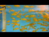 thmb-poecilia-sphenops-gold-long-fin-goldener-schleiermolly-3-bis-4-cm-9609.jpg