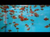 thmb-xiphophorus-maculatus-coral-korallenplaty-3-bis-4-cm-9611.jpg