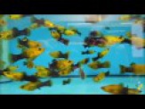thmb-poecilia-sphenops-gold-black-schwarzgoldener-molly-xl-groe-10158.jpg